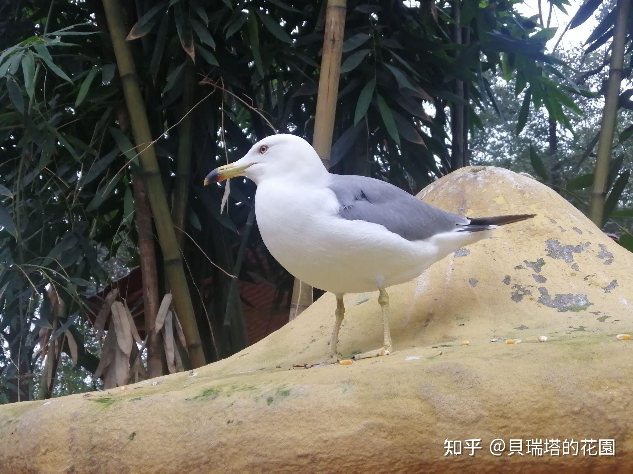 芭蕾中专经历2:气氛诡异的中专艺校 - 知乎