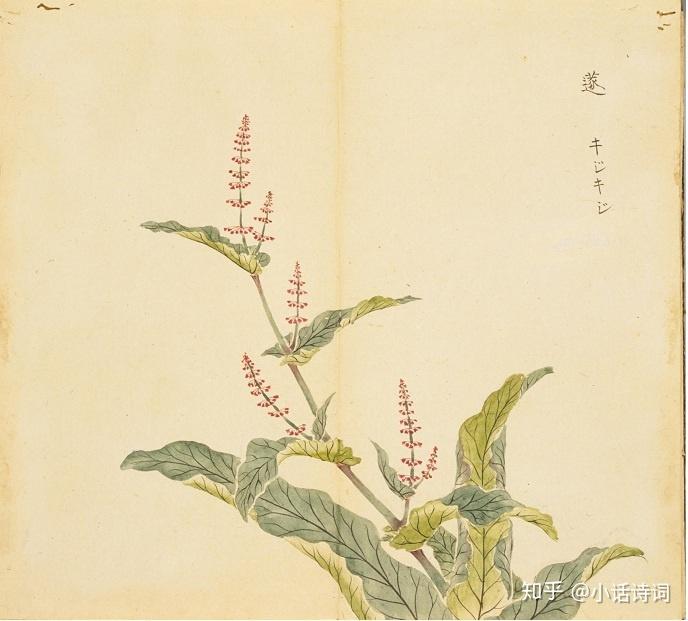 诗经芣苢写采摘车前草的过程从此诗入手看诗经时代人们餐桌上的蔬食