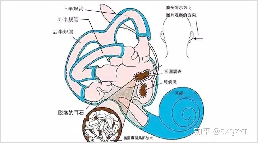 除了负责听力的耳蜗之外,还有专门负责前庭功能的器官,称为半规管