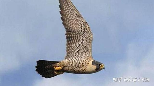 凶猛的空中猎手—游隼,鸟中的战斗机是怎样炼成的? - 知乎