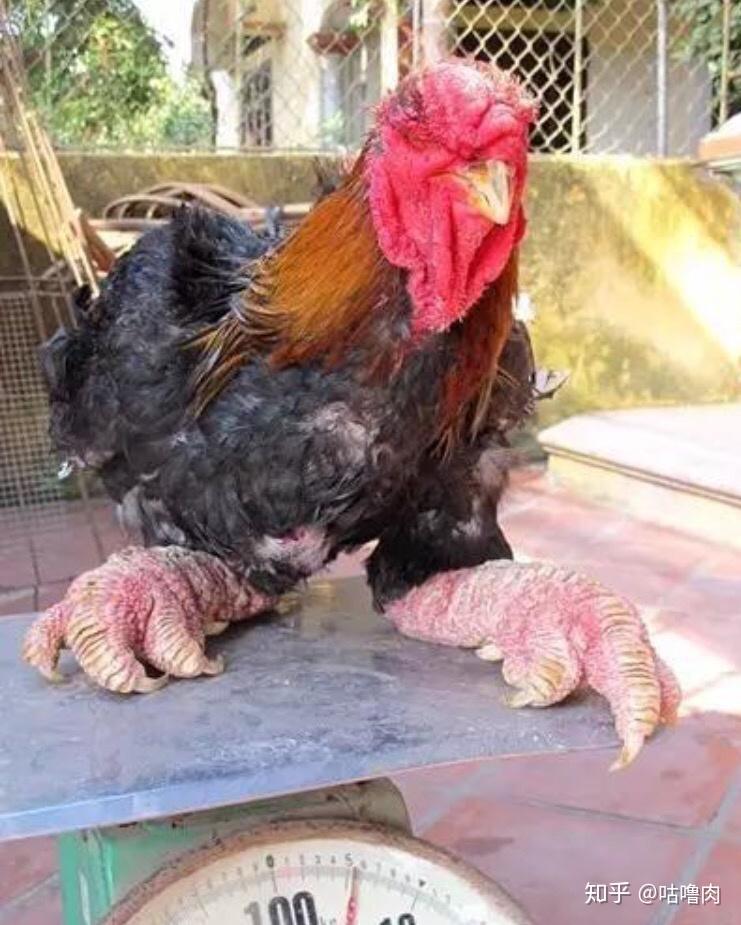 大萝卜鸡是什么意思