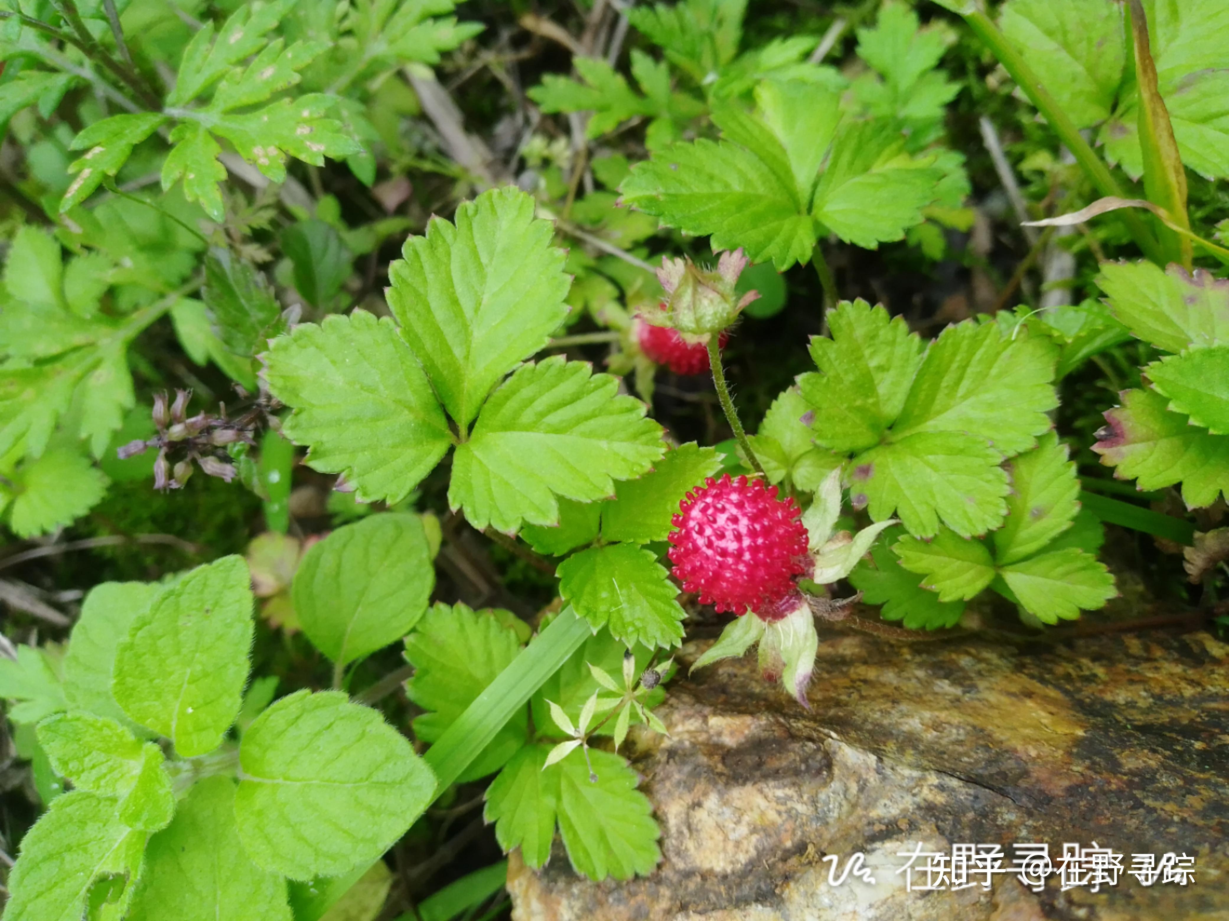 野外常见的这种红果子像野草莓,老人们常说是蛇吃的水果,有毒,小孩