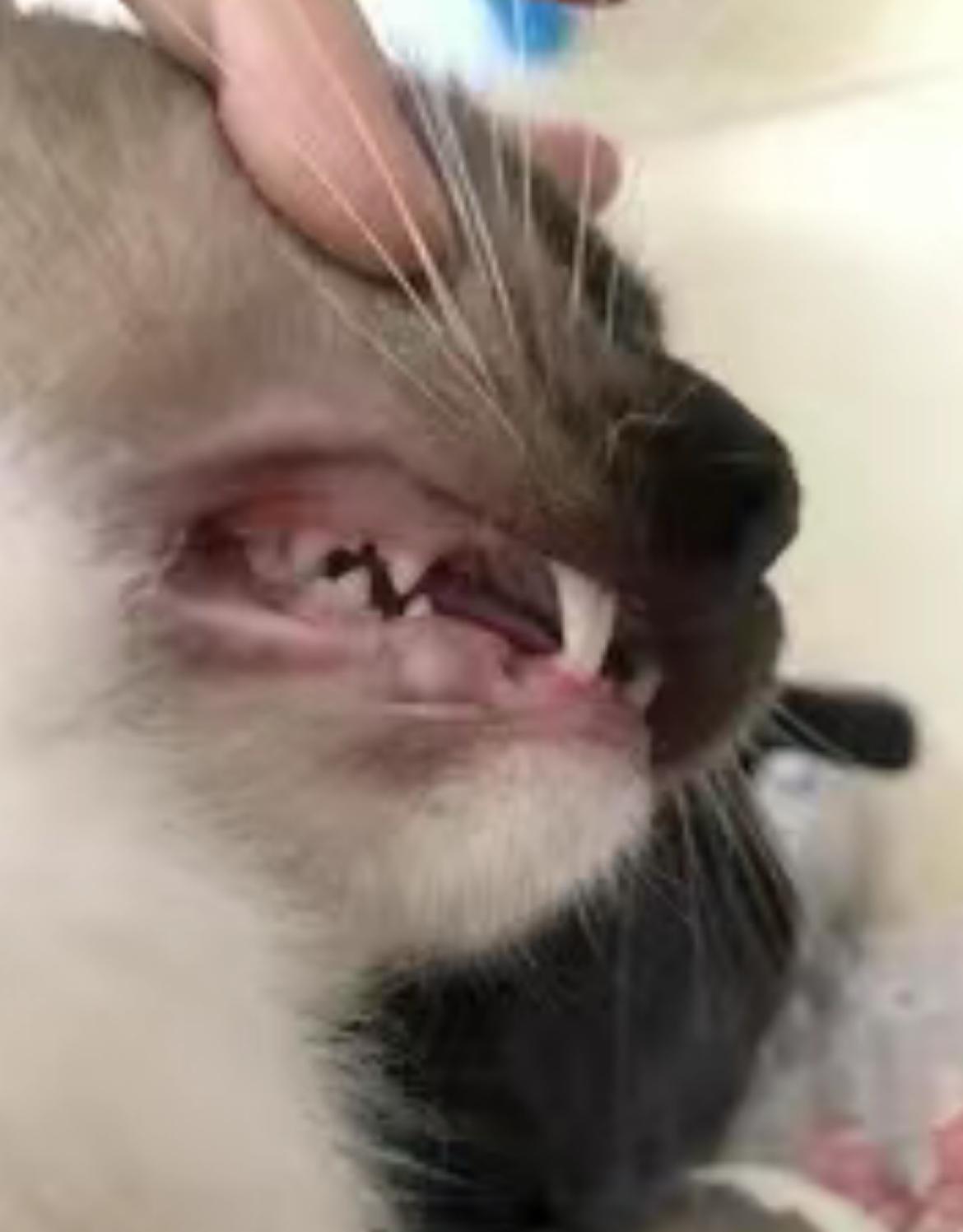 猫咪口炎初期症状图片，以及如何治疗分享！ - 知乎