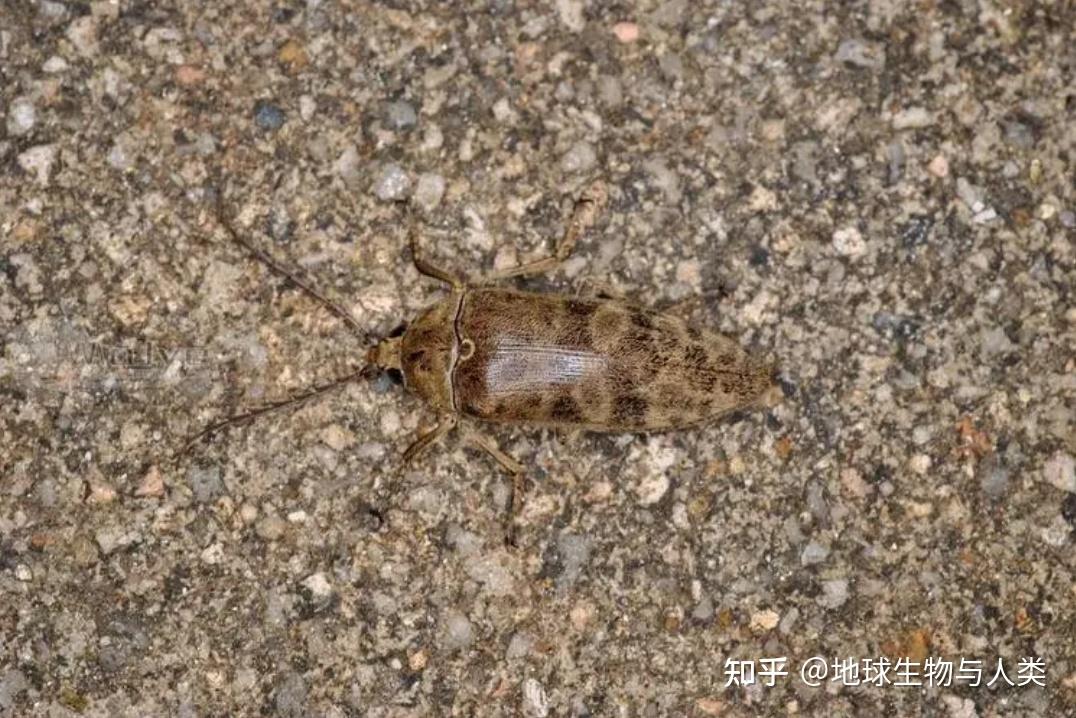 【动物界全系列】叩头虫下目—泥虫总科〈泥甲总科〉 - 知乎