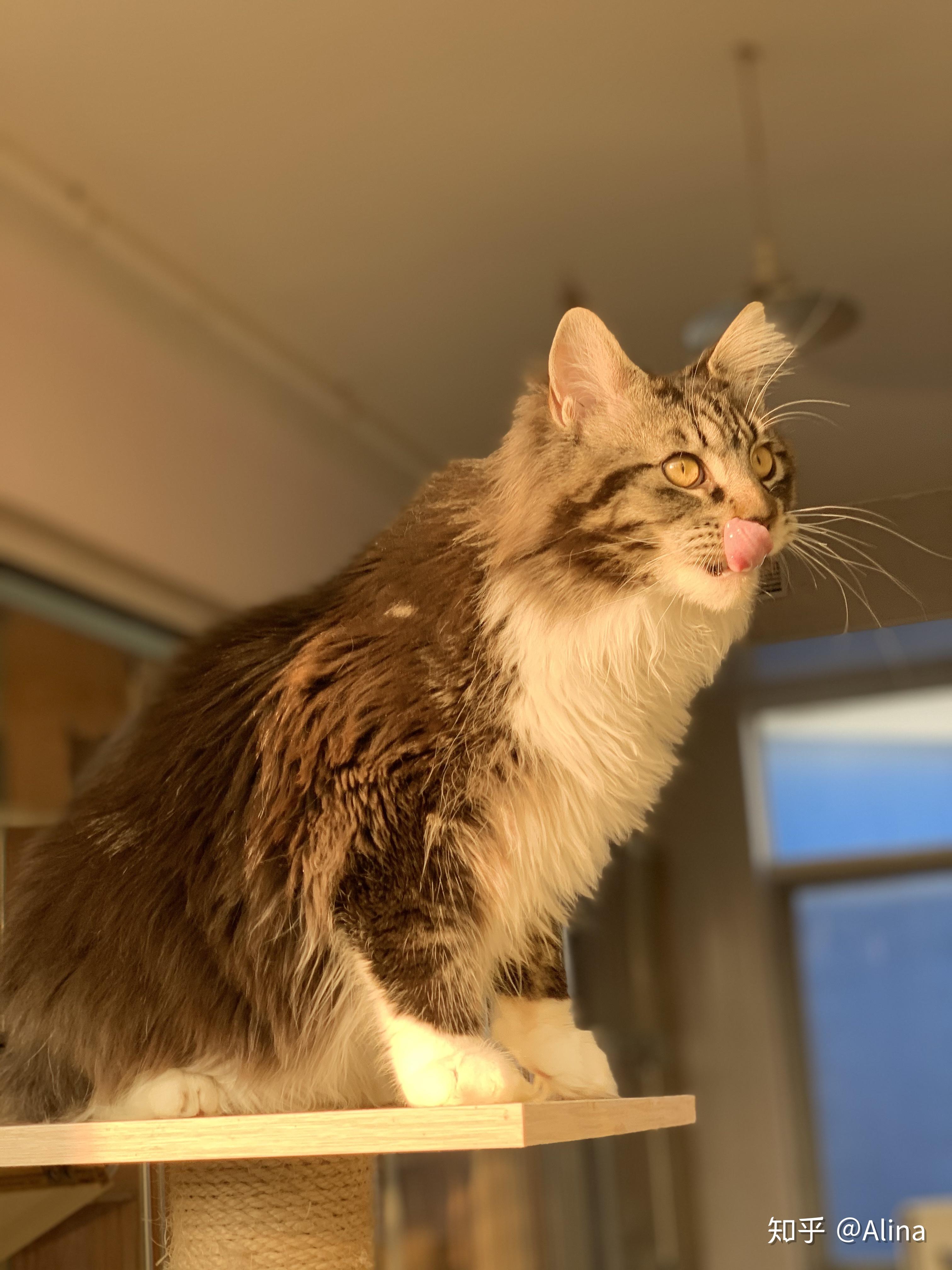 缅因猫简单介绍