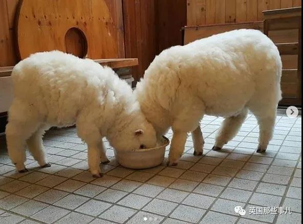 首尔这家羊咖全是白胖软萌的小绵羊,任撸!