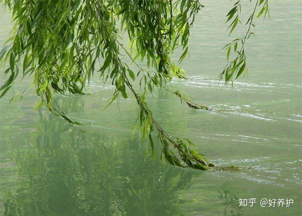 5种自制“生根水”，在家就能做，比生根粉好用10倍! - 知乎