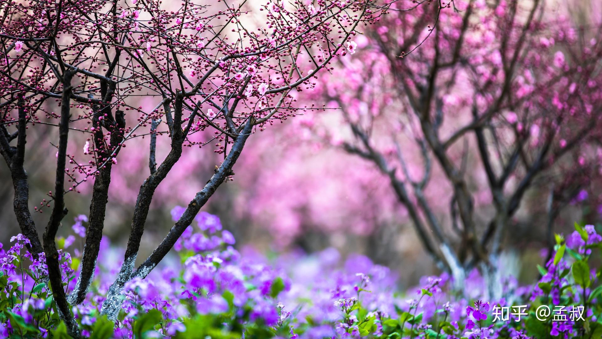 在这个季节,奉贤海湾森林公园不仅能观赏樱花,来的巧的话还能观赏到