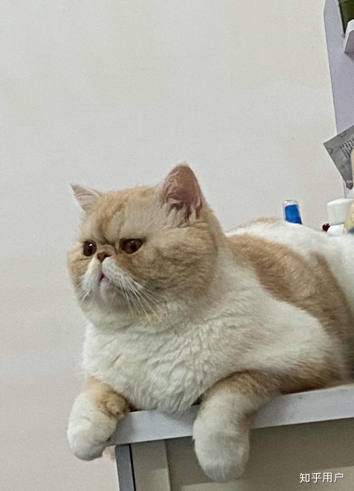 掉线加菲600块买的可以吗这个品相是不是不是很好