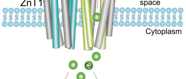 cellmetabolism丨铜死亡新机制锌转运蛋白1