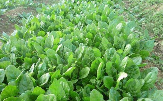 菠菜根结线虫病怎么治疗?防治蔬菜根结线虫的方法有哪些?