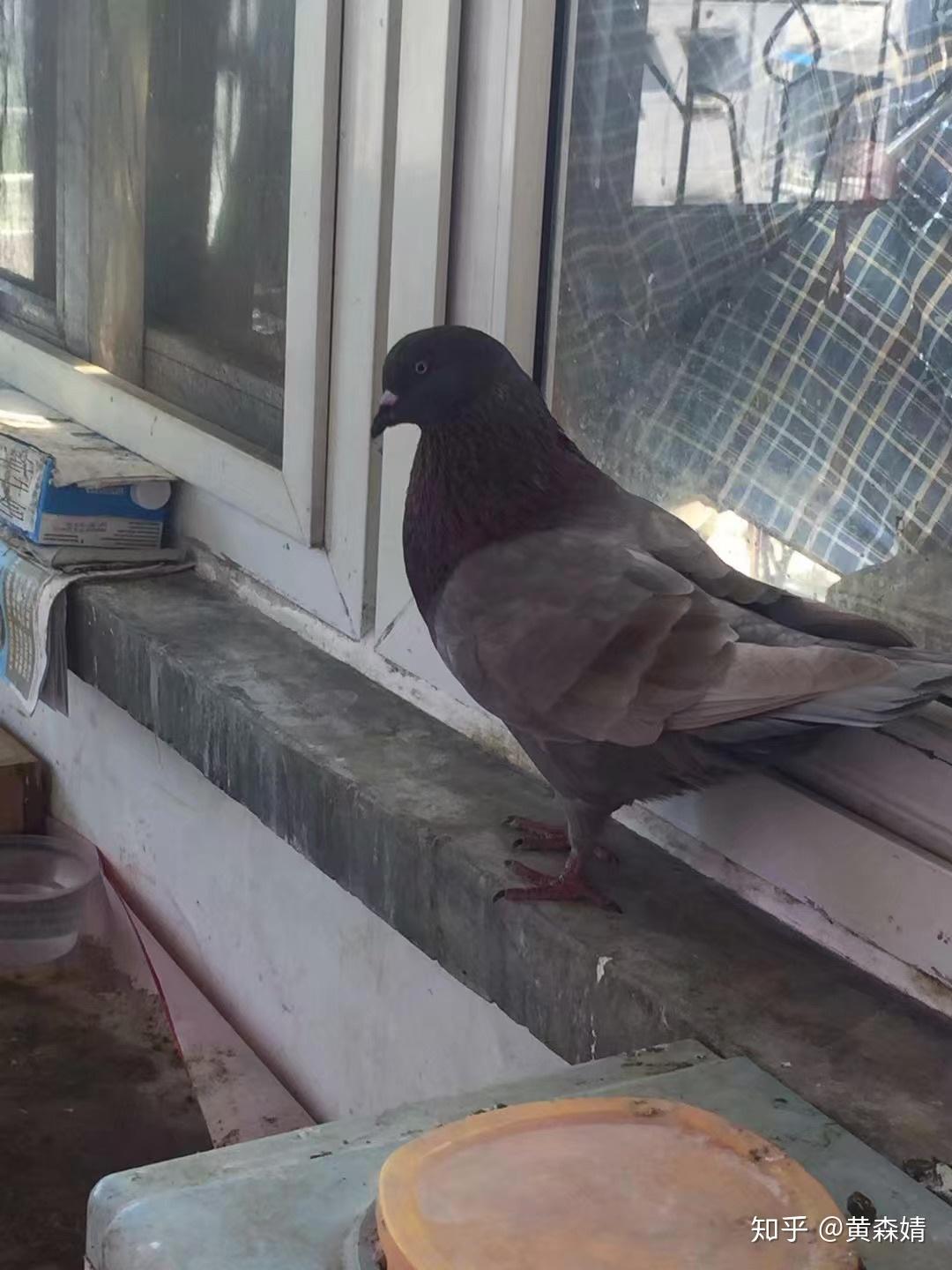 怎么养小鸽子宝宝 v2-ea74b3dd518af2548f18cbb55f229e10_r.jpg