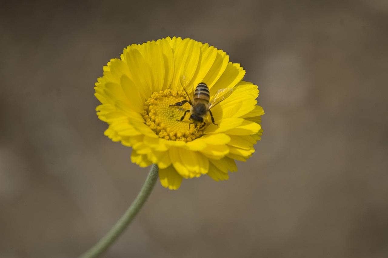 4. 肉锥花粉收集