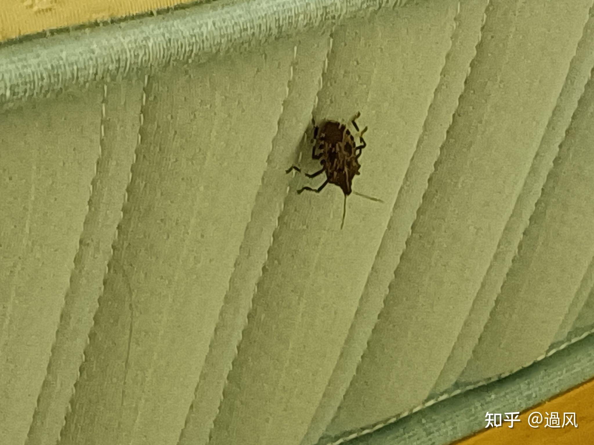 这不是锥蝽叭?这会飞么,有毒么,我家十八楼诶, ?