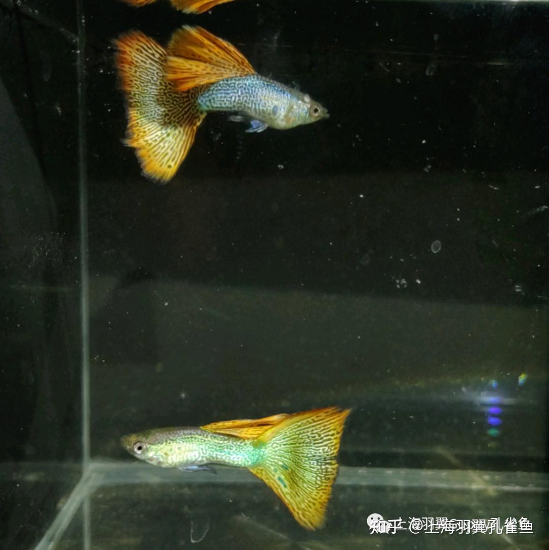 豹纹红蕾丝孔雀鱼图片