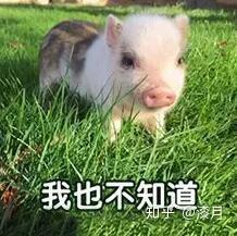 立耳朵的猪叫什么猪 v2-ea8be256c83aea0ea8dfbfe40d1c2e04_b.jpg