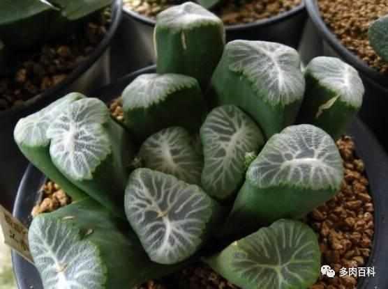 多肉植物图鉴之百合科十二卷属万象