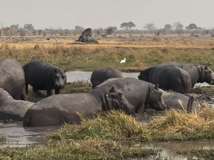 一只霸王龙穿越到现在的非洲大草原会发生什么？