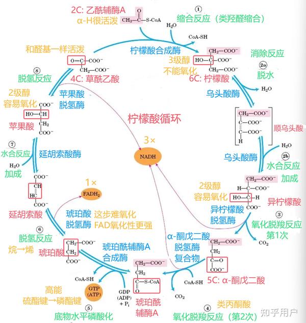 有机化学老师,如何深入理解和记忆三羧酸循环? - 知乎