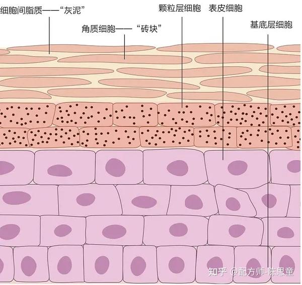 纯干货|修复肌肤屏障的五个思路 - 知乎
