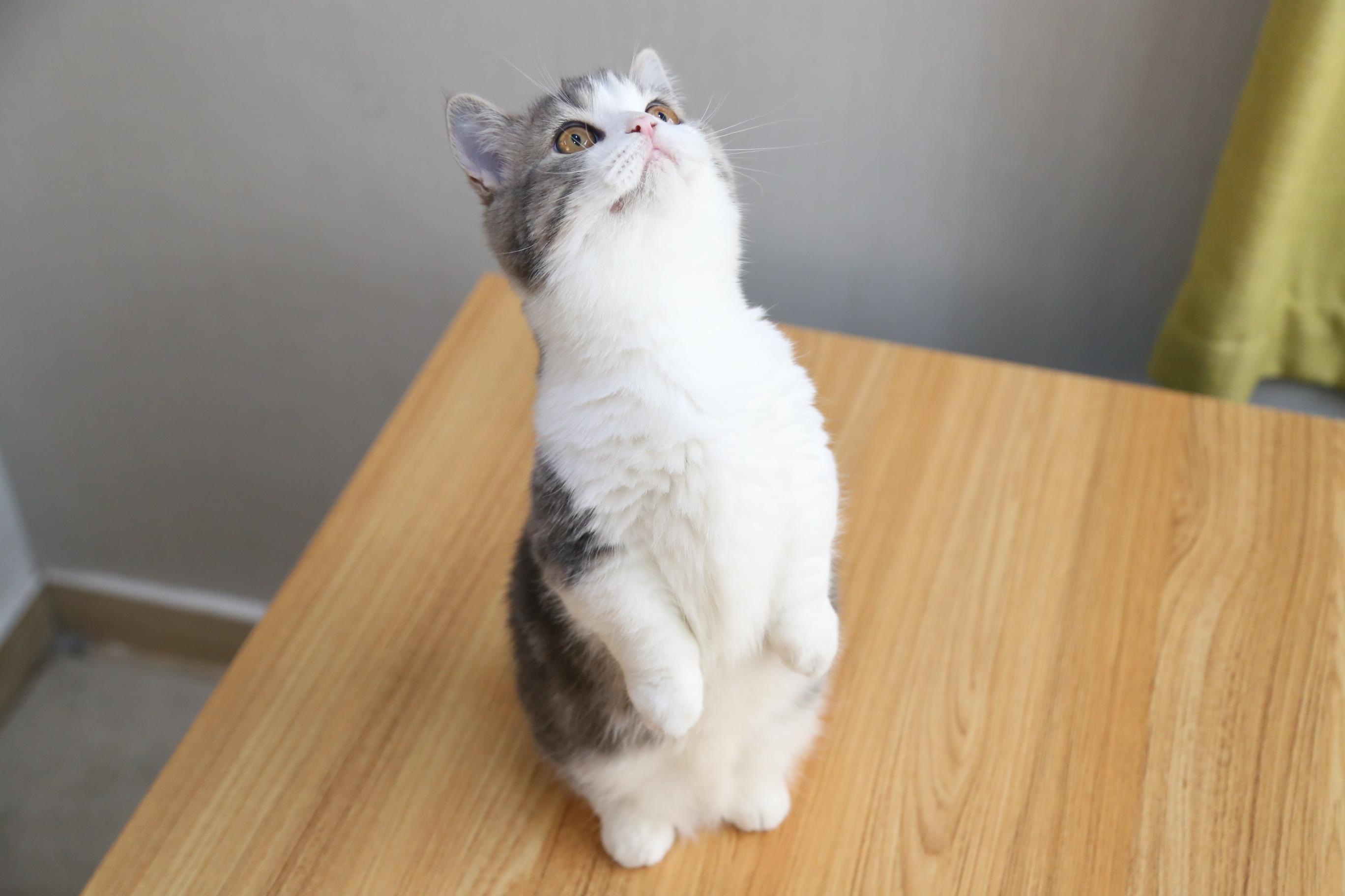 养曼赤肯曼基康小短腿猫是怎样一种体验