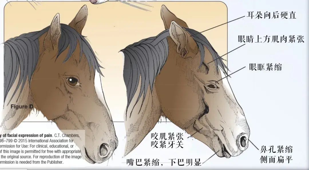 你看那猴子笑那么开心它真的高兴吗