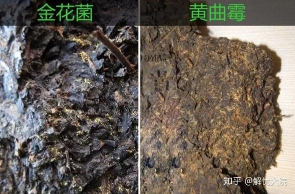 黄曲霉与金花虽然在外形上都是金黄色,但黄曲霉通常是以丝状的形态