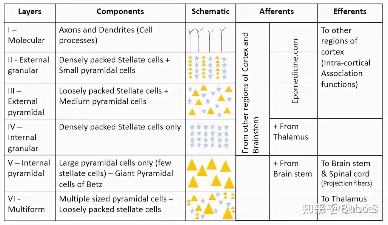大脑皮层 - 知乎