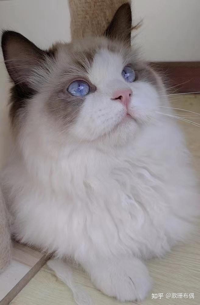 养一只猫之前要做什么准备？ - 知乎