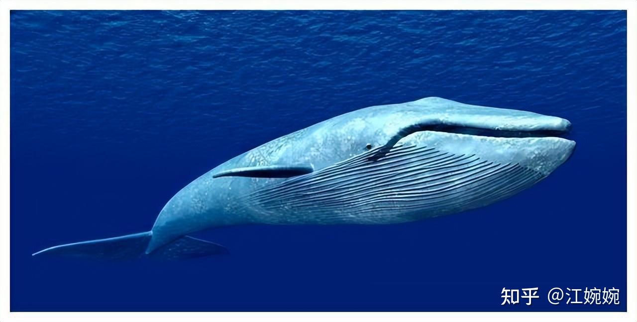 蓝鲸一次排便可达2吨！方圆百米遮天蔽日，竟被称为自然的恩赐？ - 知乎