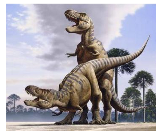 如霸王龙背棘龙等是怎样交配的尾巴不碍事么