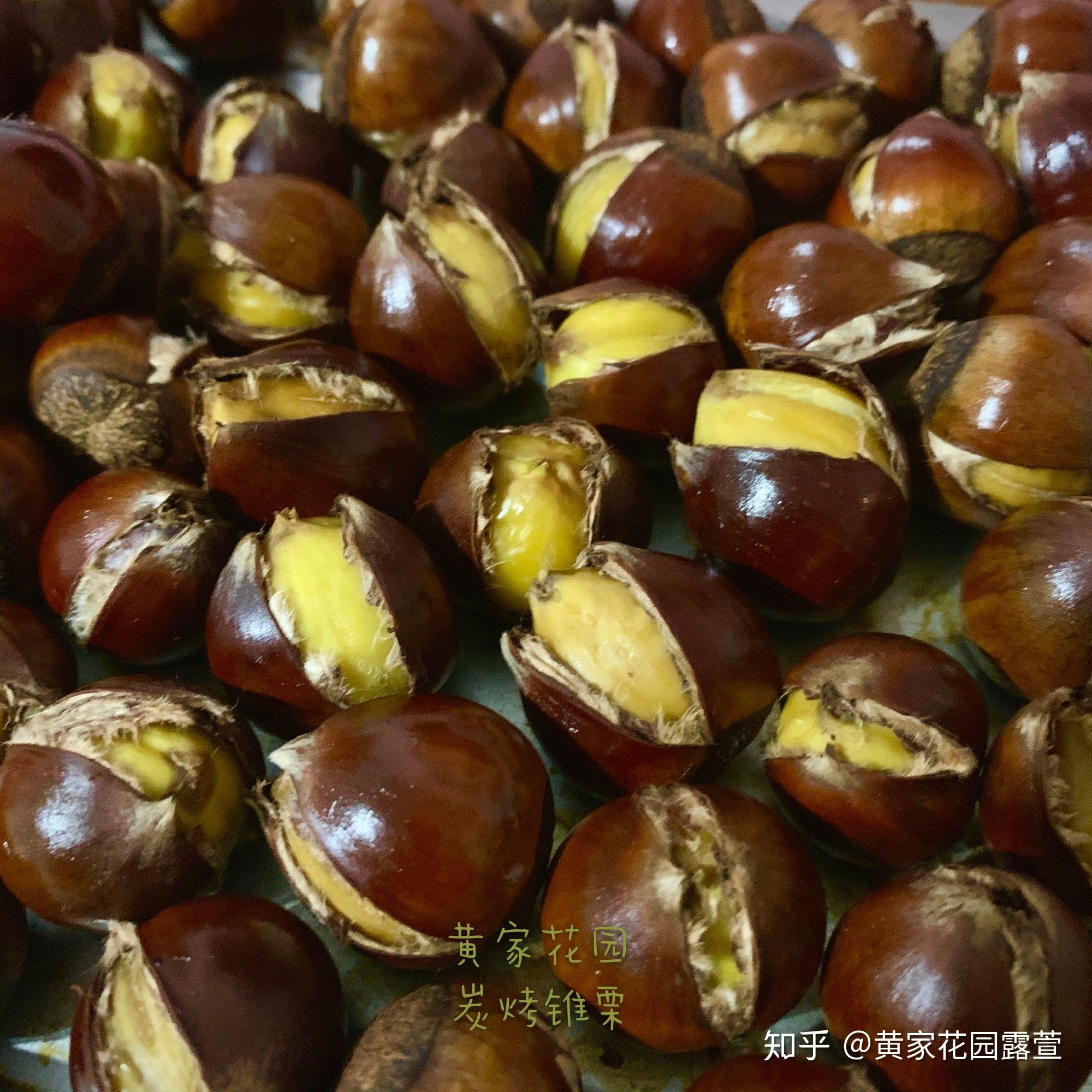 家乡有好物——藏在深山中的野生小锥栗 - 知乎