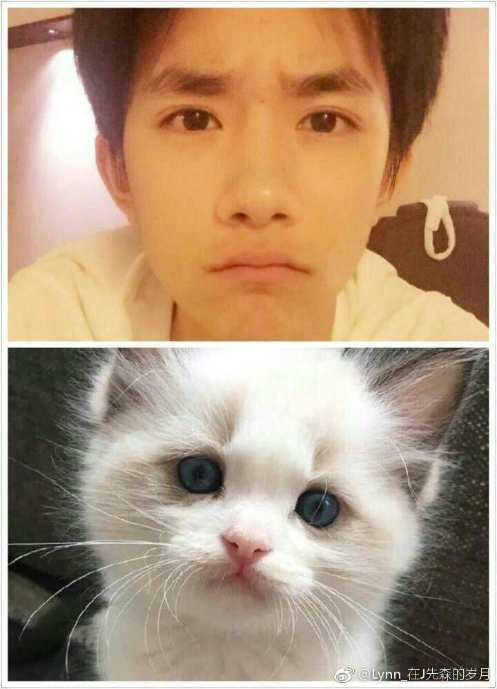 如何看待易烊千玺的猫二十
