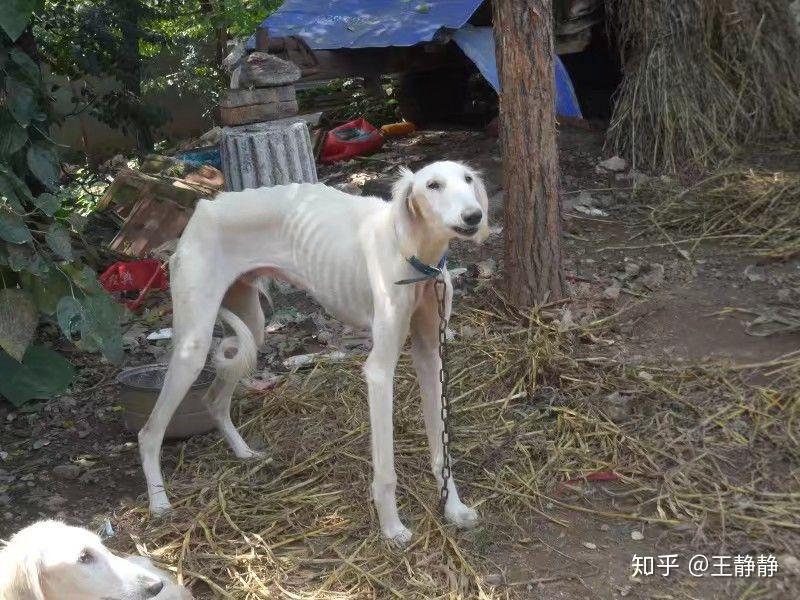 细狗为什么那么瘦? - 知乎