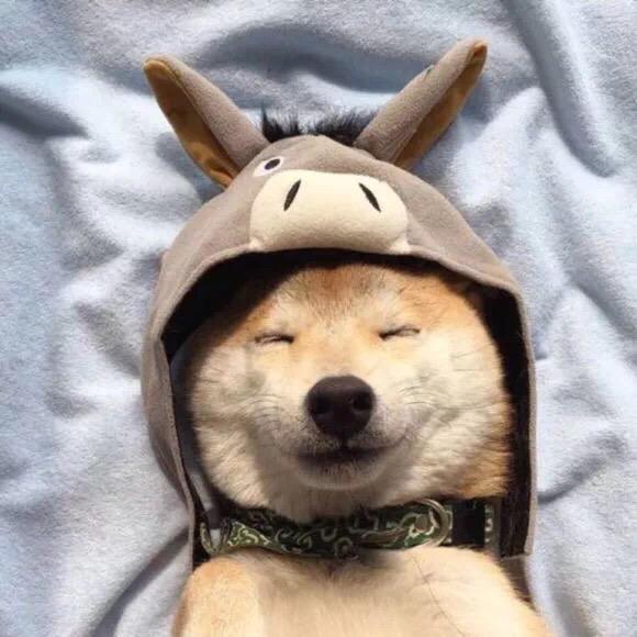 有什么贱萌柴犬的头像吗