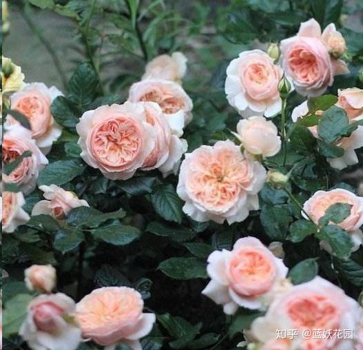 蓝妖 入秋月季施肥 先看配方 这个肥用多了反而没花看 知乎