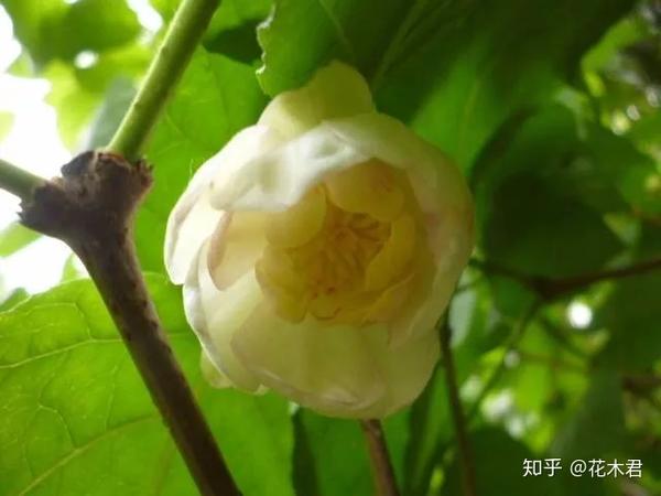 国家 级重点保护珍稀濒危植物 夏蜡梅 知乎