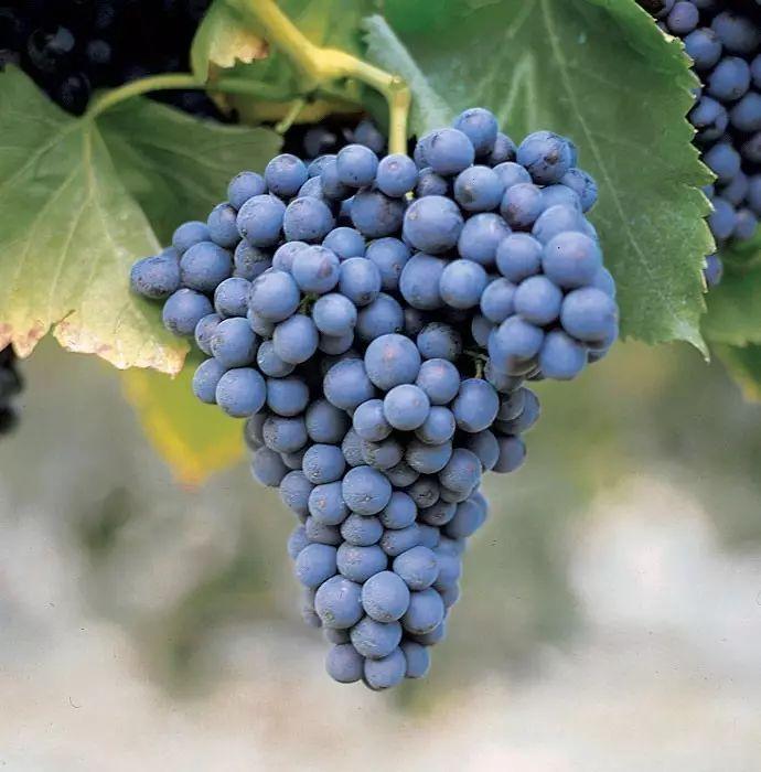 意大利葡萄品种漫谈——"cannonau卡诺瑙" (或"歌海娜garnacha