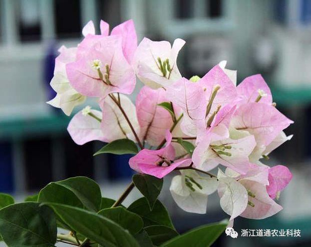 三角梅中的 勤花王 一年四季花开满树 知乎