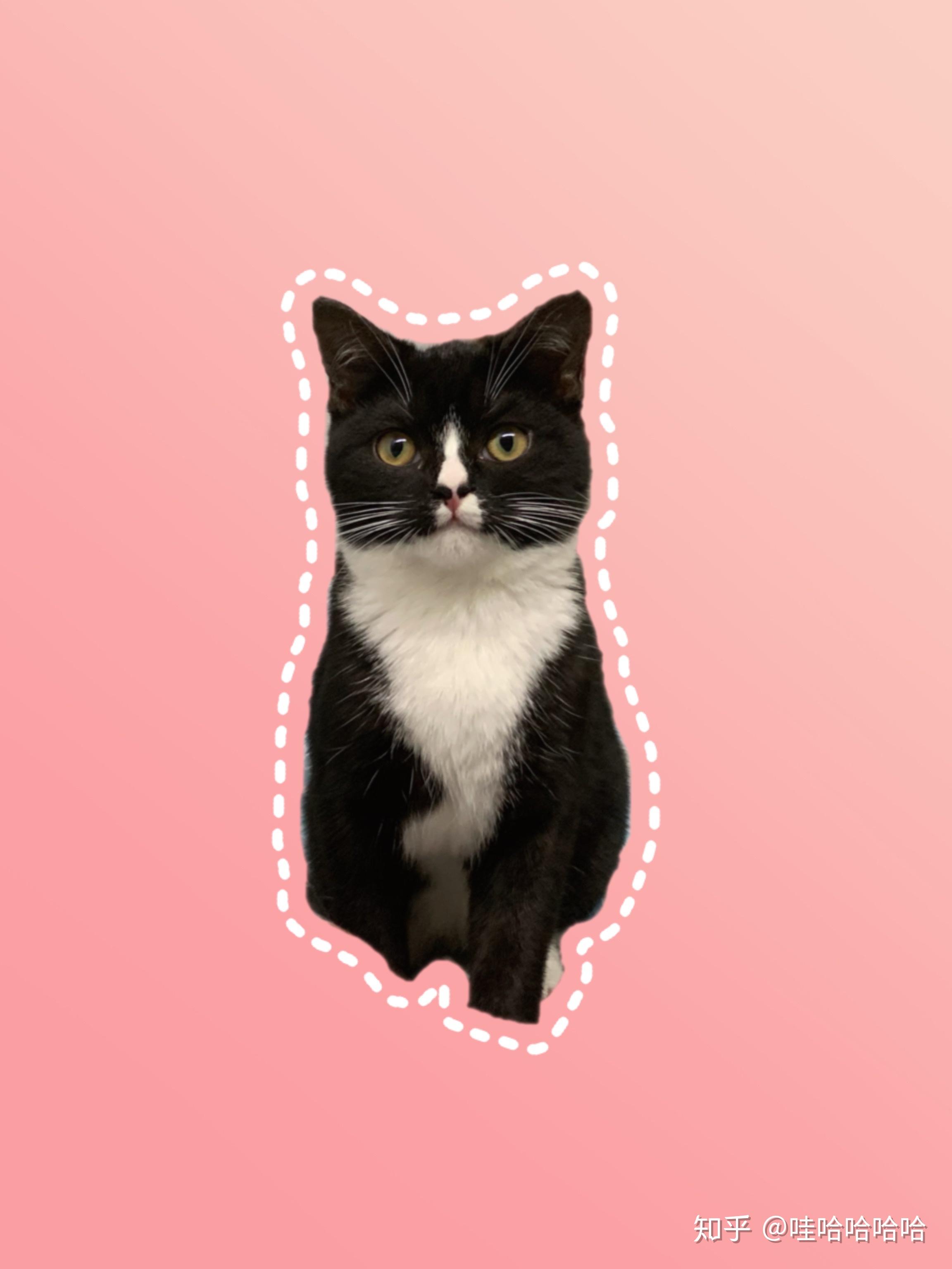 请问美短有这样的黑白颜色吗