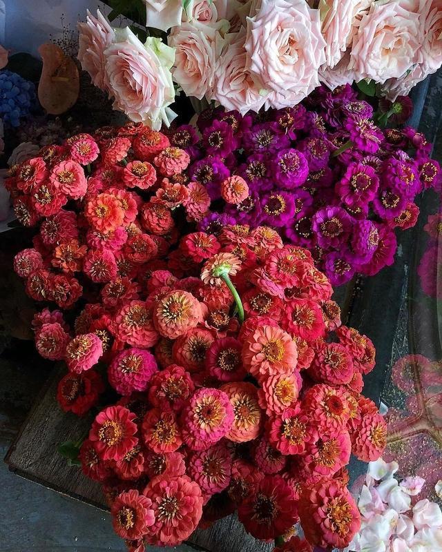 什么可以做花束 v2-eae321c2c1487acb57aefe56ed6c661c_r.jpg