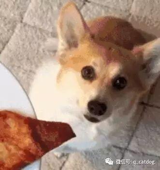 怎么让狗狗不乱扒你的身体 v2-eae647dacad459991016f4aecf69c9f1_1440w.jpg?source=172ae18b