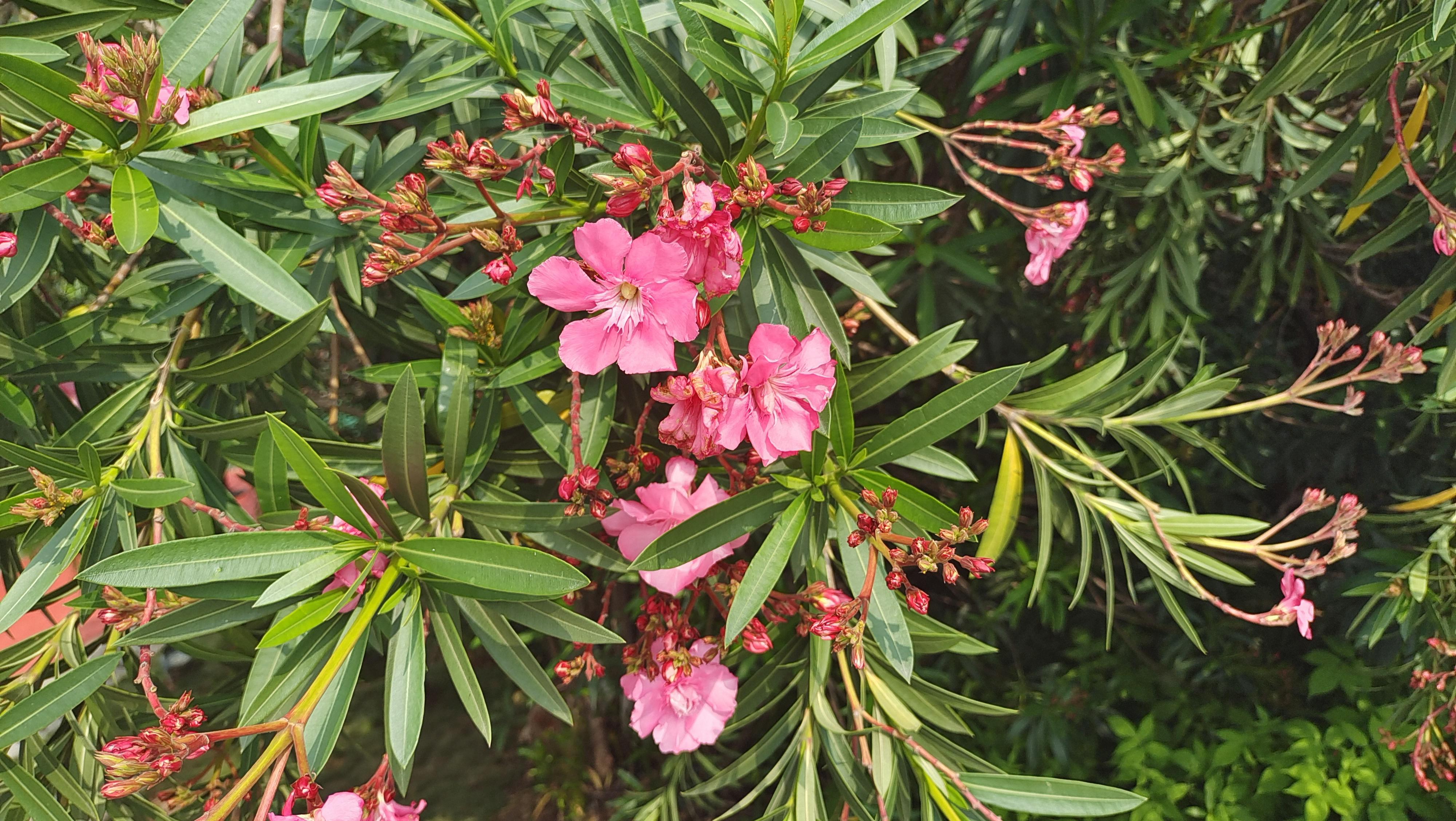 美丽吉安之赏花系列:红花夹竹桃花开满枝头 - 知乎