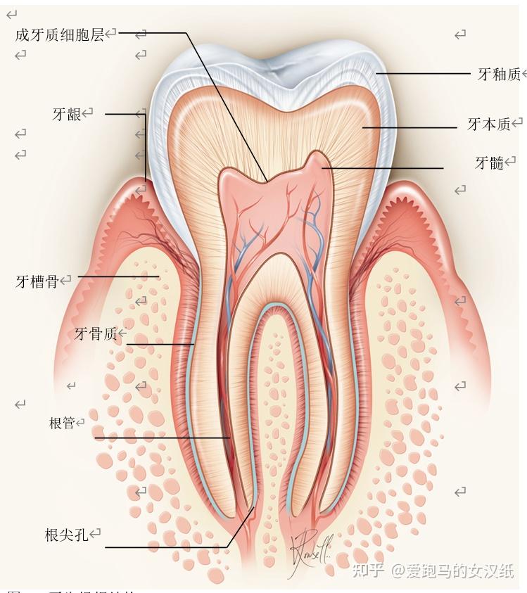 成牙本质细胞突图片