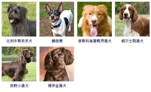 一篇文章让你分清所有狗的品种 - 知乎