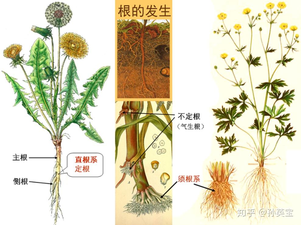 植物科学绘画之根的科学绘画方法 - 知乎