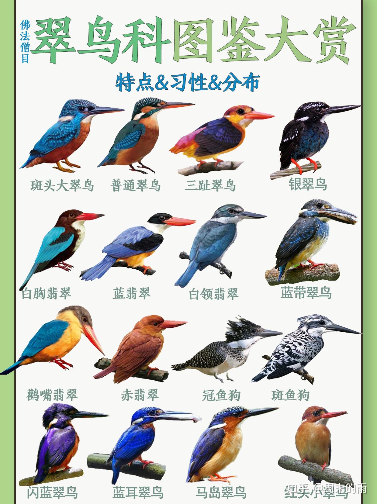 常见的翠鸟种类,翠鸟为什么难以养殖? - 知乎