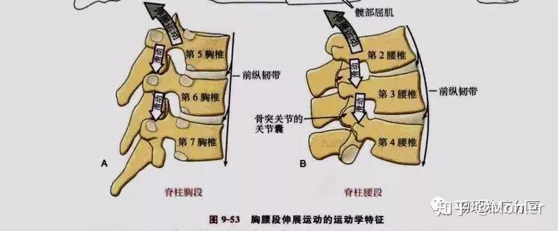 脊柱前屈后伸示意图图片