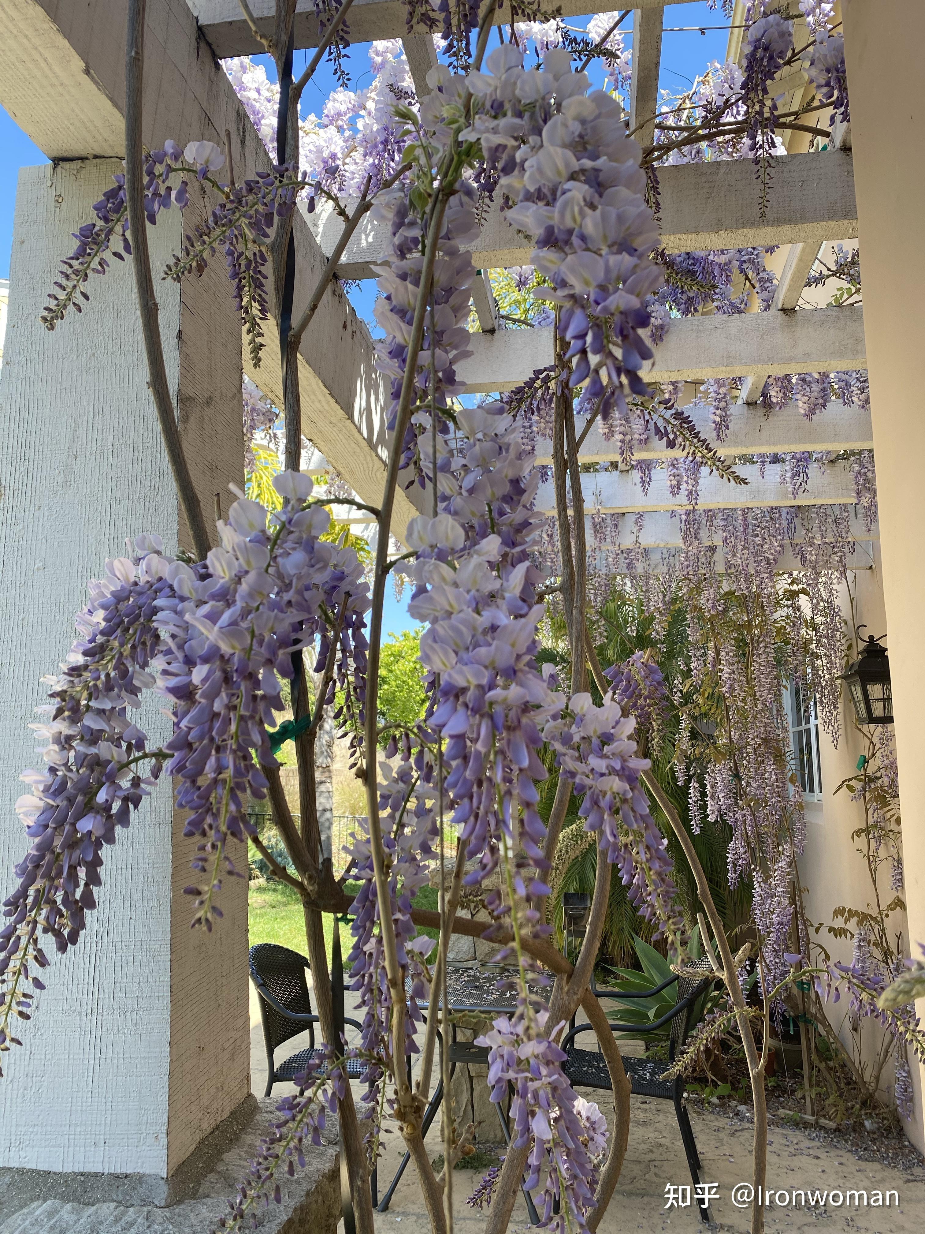 我在美国南加州这里能种好紫藤吗