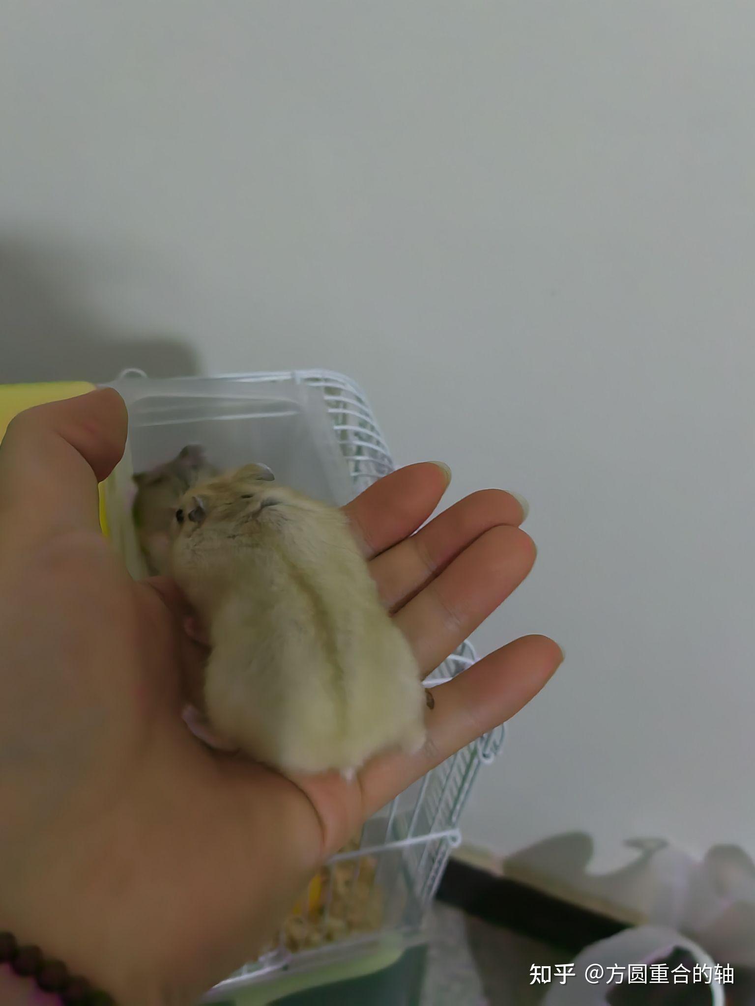 仓鼠布丁为什么毛色变黑变灰了